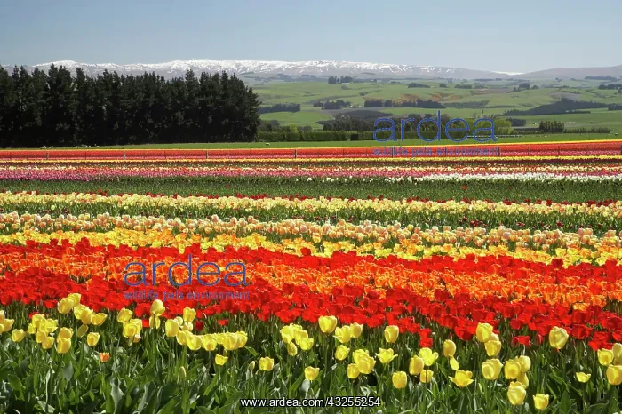 : Tulip Fields, near Tapanui, West Otago : Tulip Fields, near Tapanui, West Otago