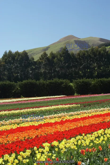  : Tulip Fields, near Tapanui, West Otago
