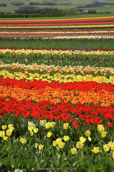 : Tulip Fields, near Tapanui, West Otago : Tulip Fields, near Tapanui, West Otago