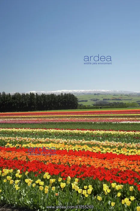 : Tulip Fields, near Tapanui, West Otago : Tulip Fields, near Tapanui, West Otago