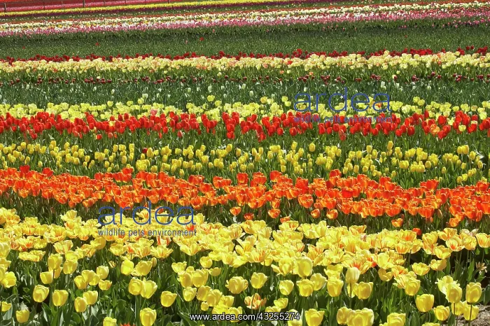 : Tulip Fields, near Tapanui, West Otago : Tulip Fields, near Tapanui, West Otago