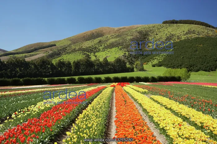 : Tulip Fields, near Tapanui, West Otago : Tulip Fields, near Tapanui, West Otago