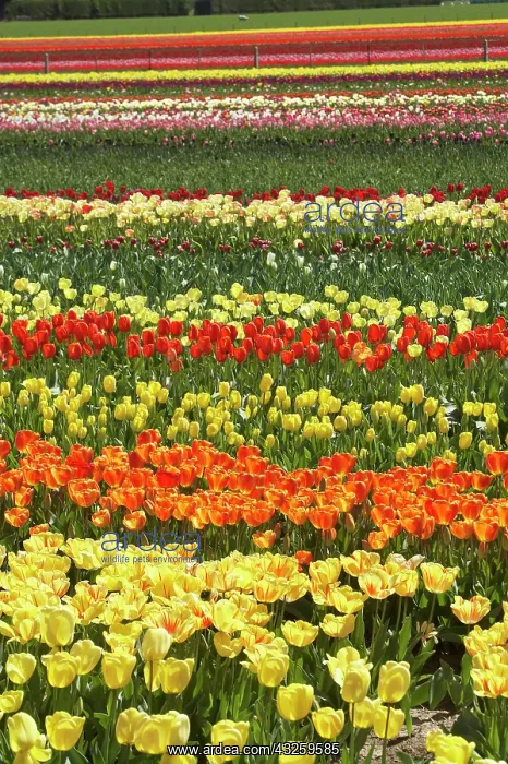 : Tulip Fields, near Tapanui, West Otago : Tulip Fields, near Tapanui, West Otago