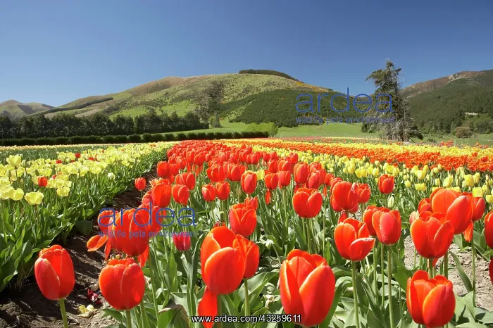 : Tulip Fields, near Tapanui, West Otago : Tulip Fields, near Tapanui, West Otago