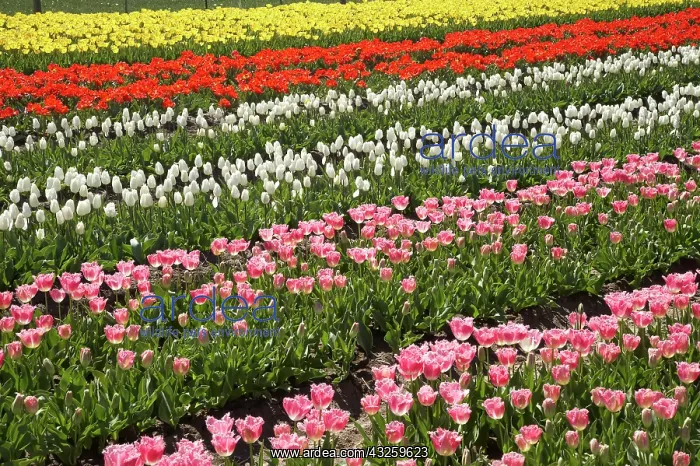 : Tulip Fields, near Tapanui, West Otago : Tulip Fields, near Tapanui, West Otago
