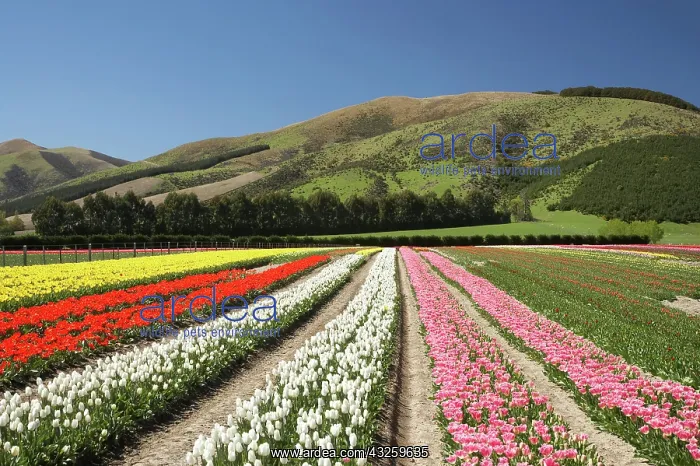 : Tulip Fields, near Tapanui, West Otago : Tulip Fields, near Tapanui, West Otago