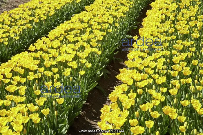 : Tulip Fields, near Tapanui, West Otago : Tulip Fields, near Tapanui, West Otago