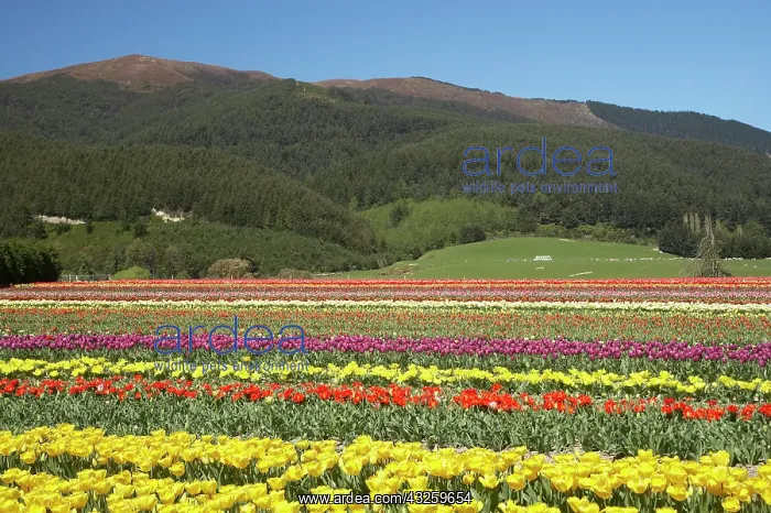  : Tulip Fields, near Tapanui, West Otago