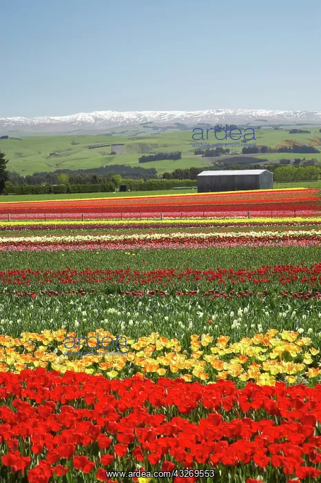 : Tulip Fields, near Tapanui, West Otago : Tulip Fields, near Tapanui, West Otago