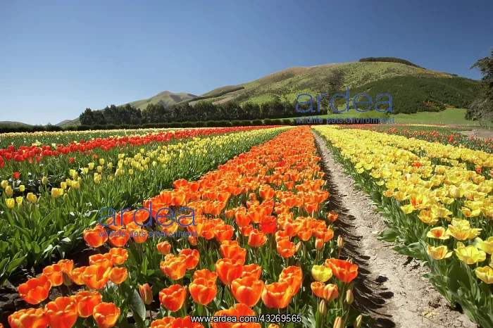 : Tulip Fields, near Tapanui, West Otago : Tulip Fields, near Tapanui, West Otago