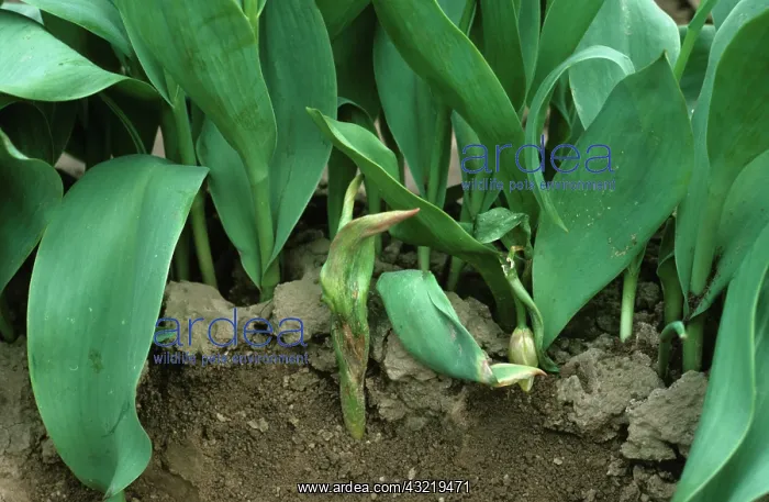 : Tulip fire on Tulip Plant : Tulip fire on Tulip Plant