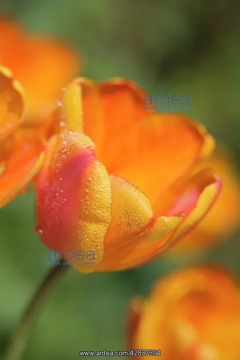 : Tulip - Flower with dew drops : Tulip - Flower with dew drops
