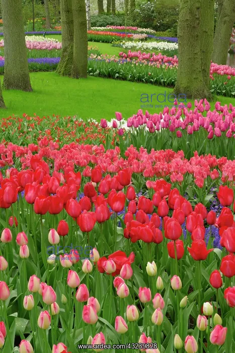 : Tulip garden, Keukenhof Gardens, Lisse : Tulip garden, Keukenhof Gardens, Lisse
