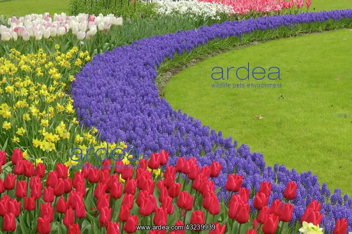 : Tulip and Grape Hyacinth and daffodil garden : Tulip and Grape Hyacinth and daffodil garden