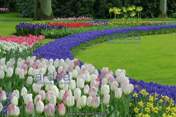 : Tulip and Grape Hyacinth garden, Keukenhof : Tulip and Grape Hyacinth garden, Keukenhof