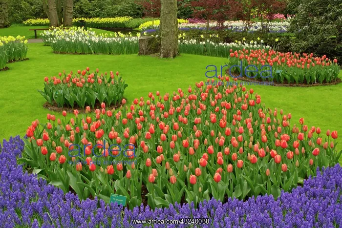: Tulip and Grape Hyacinth garden, Keukenhof : Tulip and Grape Hyacinth garden, Keukenhof