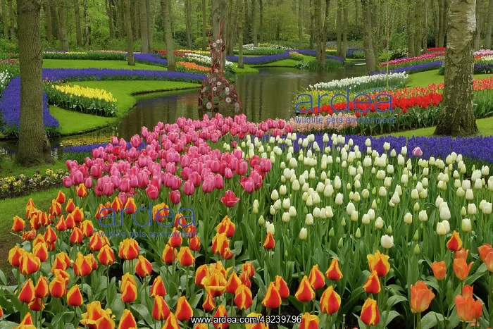 : Tulip and hyacinth garden, Keukenhof Gardens : Tulip and hyacinth garden, Keukenhof Gardens