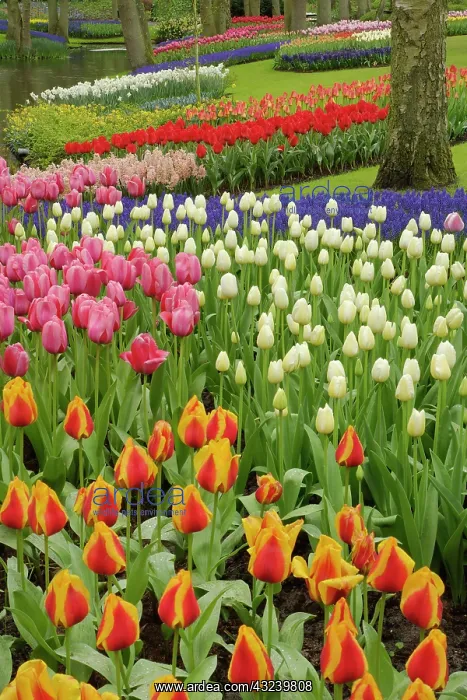 : Tulip and hyacinth garden, Keukenhof Gardens : Tulip and hyacinth garden, Keukenhof Gardens