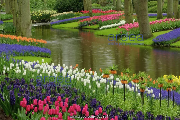 : Tulip and hyacinth garden, Keukenhof Gardens : Tulip and hyacinth garden, Keukenhof Gardens