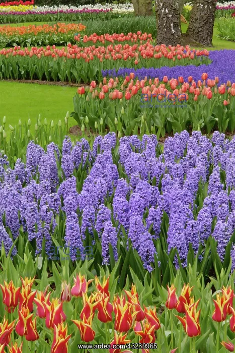 : Tulip and Hyacinth garden, Keukenhof Gardens : Tulip and Hyacinth garden, Keukenhof Gardens