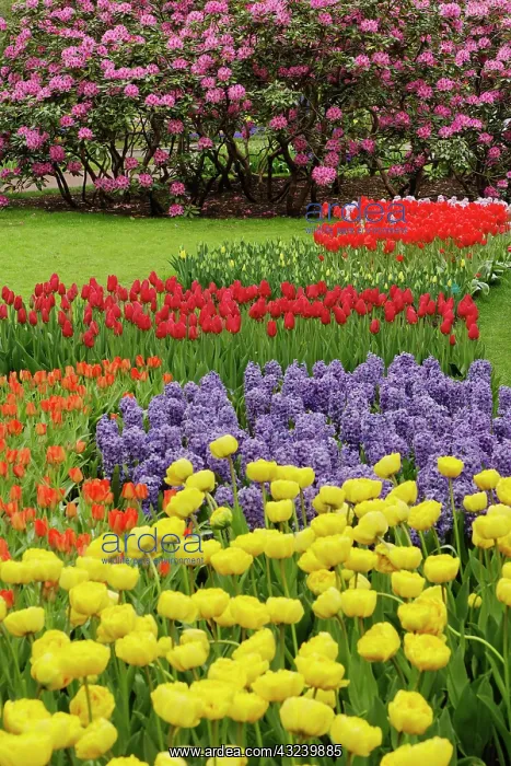 : Tulip, hyacinth, and rhododendron garden : Tulip, hyacinth, and rhododendron garden