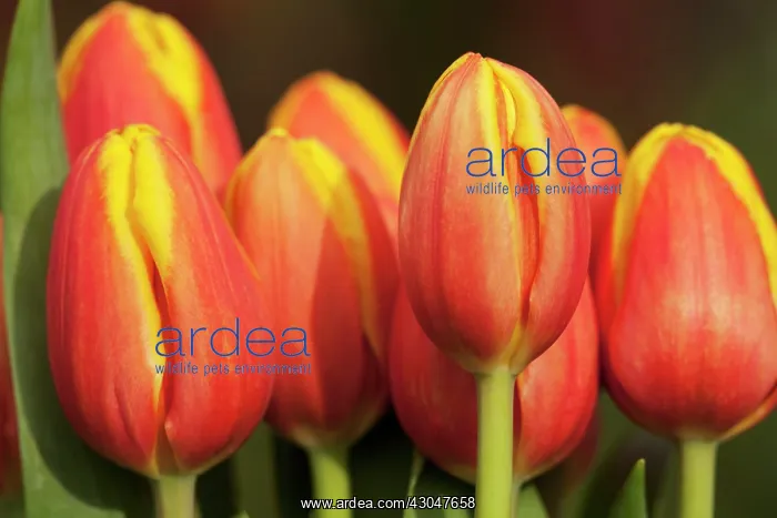 : Tulip Kees Nelis Triumph. Grouping of several orange flowers : Tulip Kees Nelis Triumph. Grouping of several orange flowers