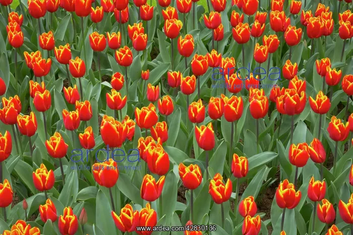 : Tulip King's Cloak : Tulip King's Cloak