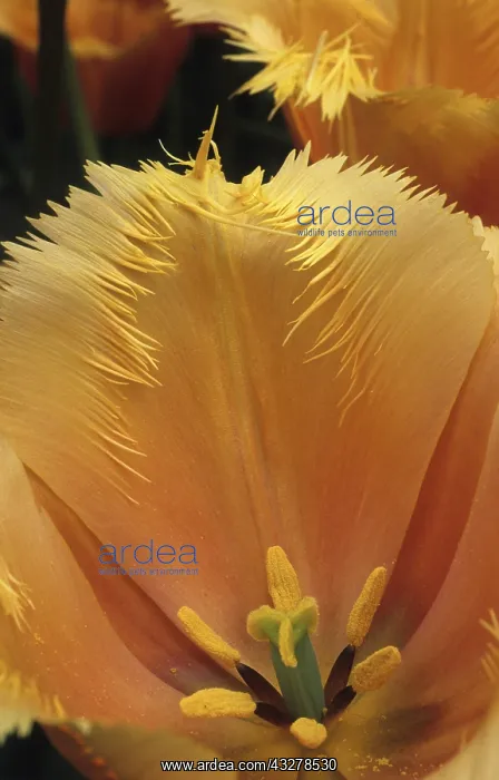 : Tulip Lambada in bloom in a garden : Tulip Lambada in bloom in a garden