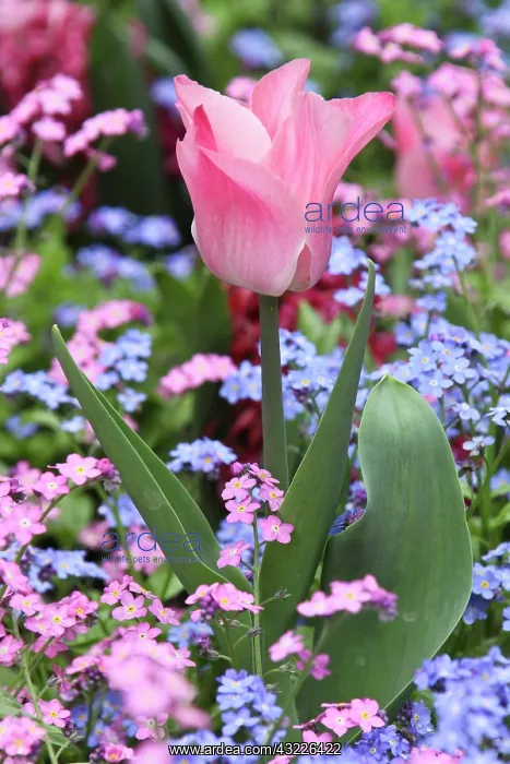 : A tulip at Luxembourg Gardens, Paris, France : A tulip at Luxembourg Gardens, Paris, France