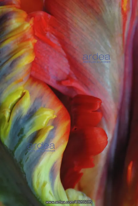 : Tulip, Parrot tulip, Tulipa : Tulip, Parrot tulip, Tulipa