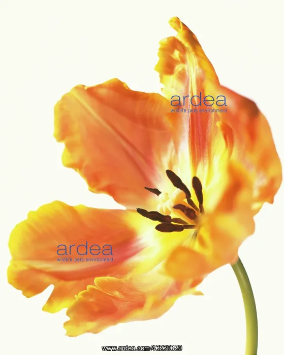 : Tulip, Parrot tulip, Tulipa : Tulip, Parrot tulip, Tulipa