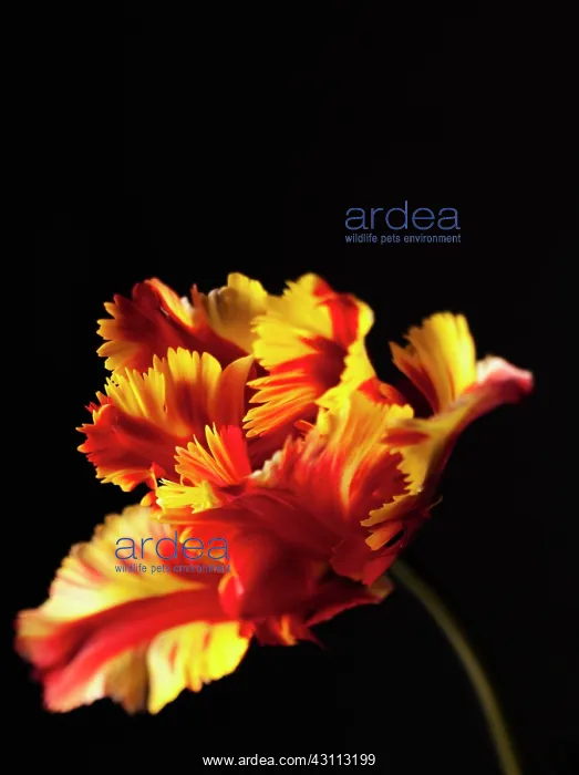 : Tulip, Parrot tulip, Tulipa Flaming parrot, Side : Tulip, Parrot tulip, Tulipa Flaming parrot, Side