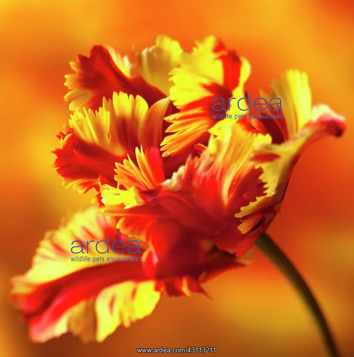 : Tulip, Parrot tulip, Tulipa Flaming parrot, Side : Tulip, Parrot tulip, Tulipa Flaming parrot, Side