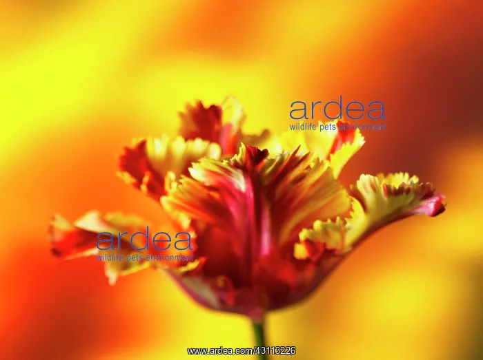 : Tulip, Parrot tulip, Tulipa Flaming parrot, Side : Tulip, Parrot tulip, Tulipa Flaming parrot, Side