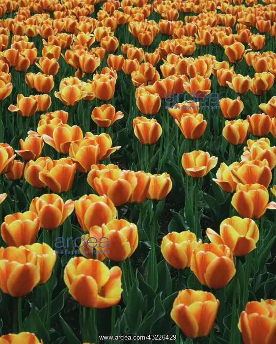 : Tulip Patch (Large format sizes available) : Tulip Patch (Large format sizes available)