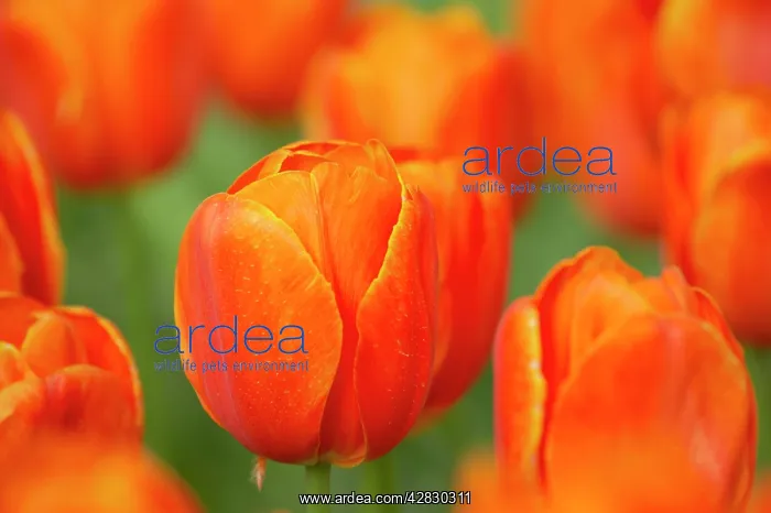 : Tulip Prince Wilhem Alexander : Tulip Prince Wilhem Alexander