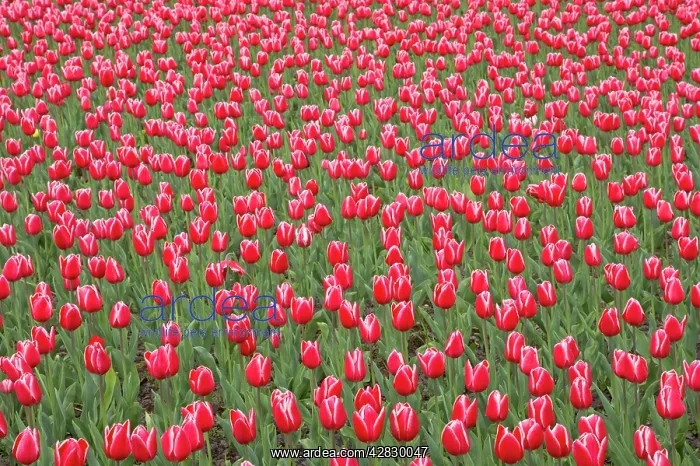 : Tulip Princess Victoria : Tulip Princess Victoria