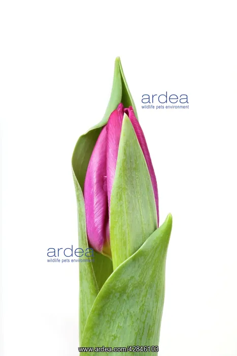  : Tulip - Sequence 1 of 2