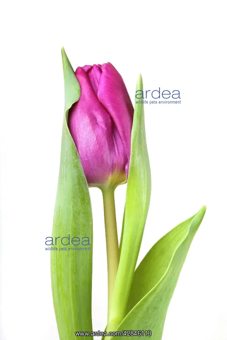  : Tulip - Sequence 2 of 2