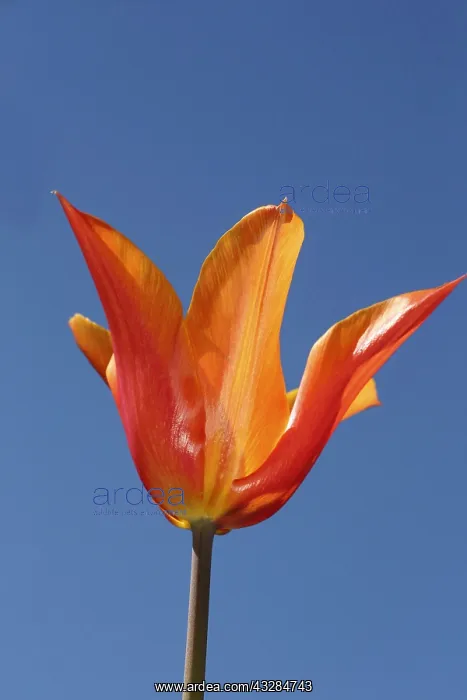 : Tulip, Single orange flower an stem with blue sky : Tulip, Single orange flower an stem with blue sky
