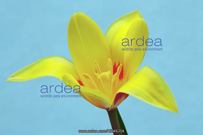  : Tulip, species tulip, Tulipa speciosa