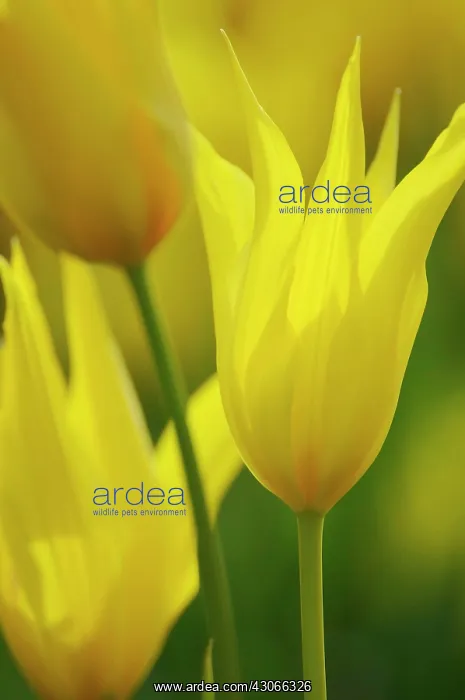 : Tulip, species tulip, Tulipa speciosa : Tulip, species tulip, Tulipa speciosa