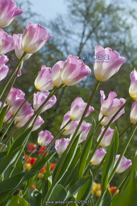 : Tulip Sweety in bloom in a garden : Tulip Sweety in bloom in a garden