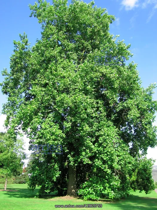 : Tulip Tree : Tulip Tree