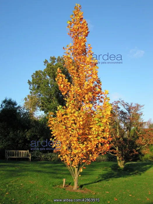  : Tulip Tree