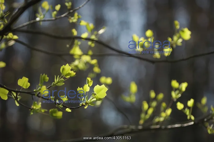 : Tulip tree : Tulip tree