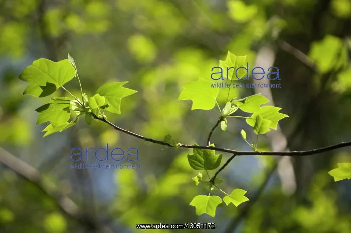 : Tulip tree : Tulip tree