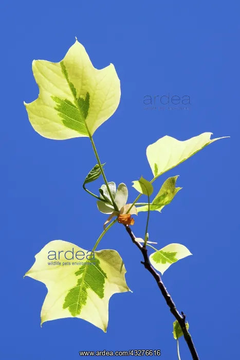 : Tulip tree Aureomarginatum, Liriodendron tulipifera : Tulip tree Aureomarginatum, Liriodendron tulipifera