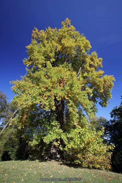 : Tulip Tree - autumn : Tulip Tree - autumn