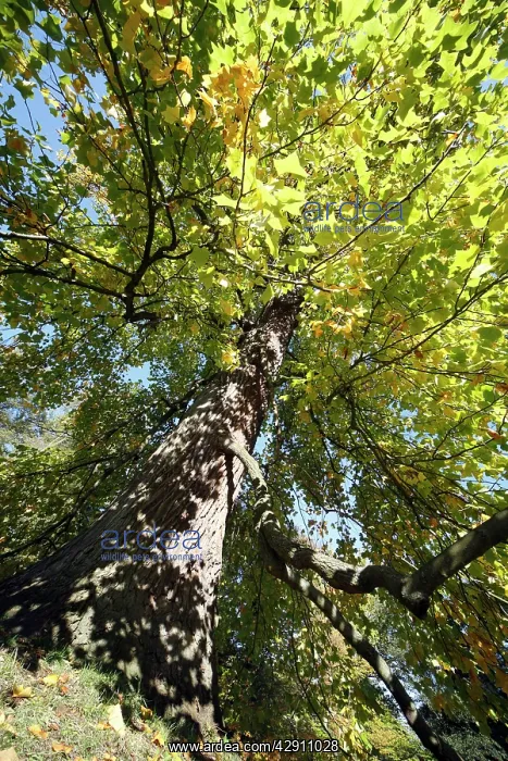 : Tulip Tree - autumn : Tulip Tree - autumn